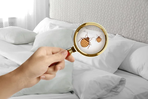 bedbug - adibug