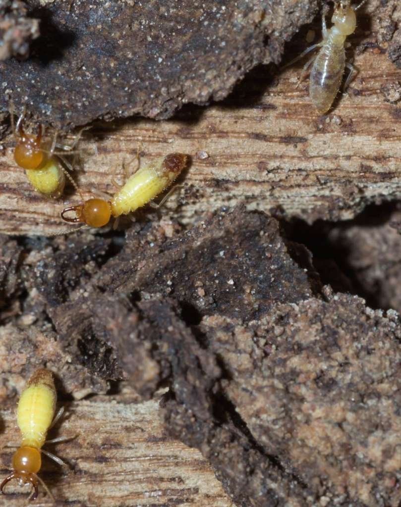 Termites Control Adibug