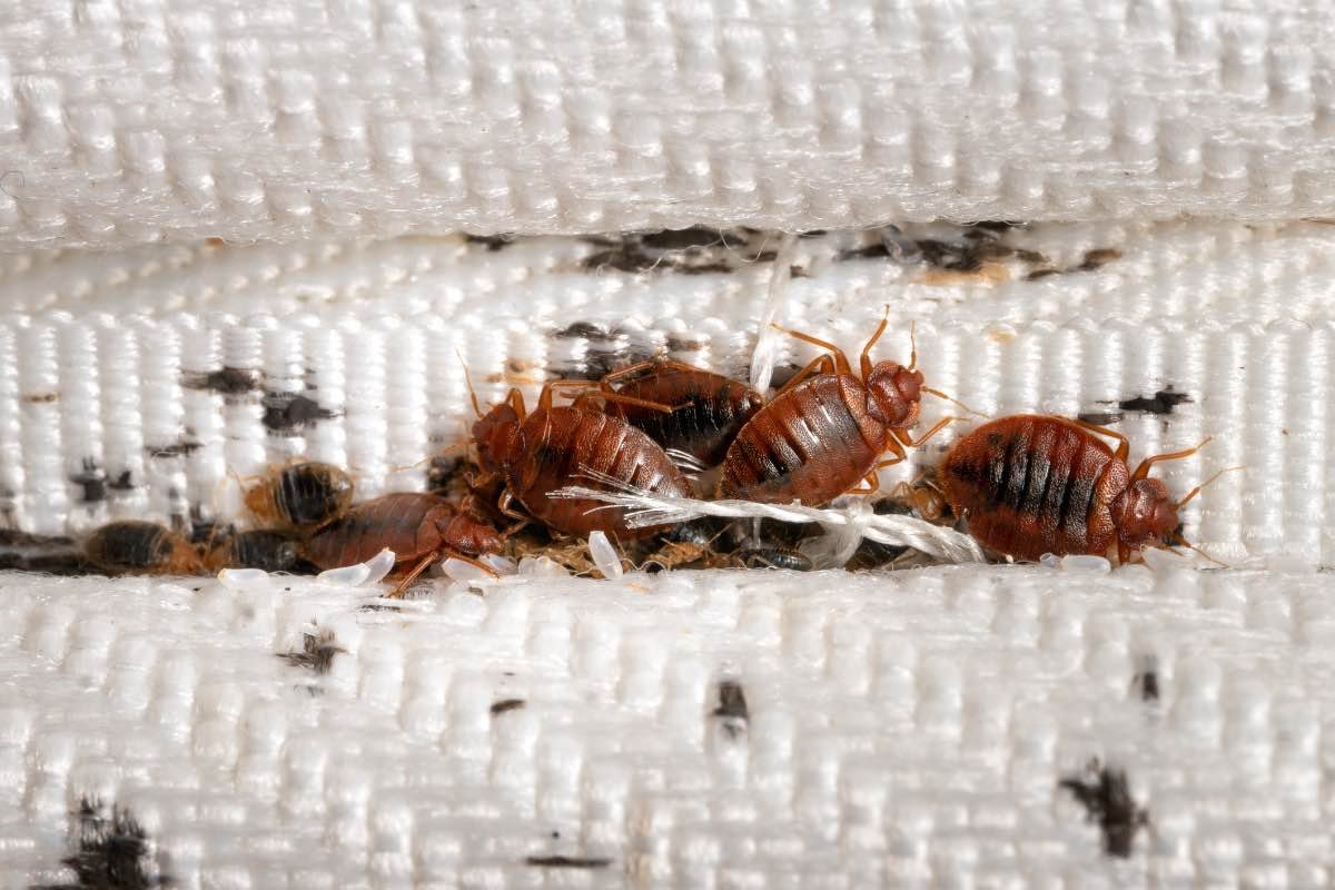 bedbugs - adibug.com