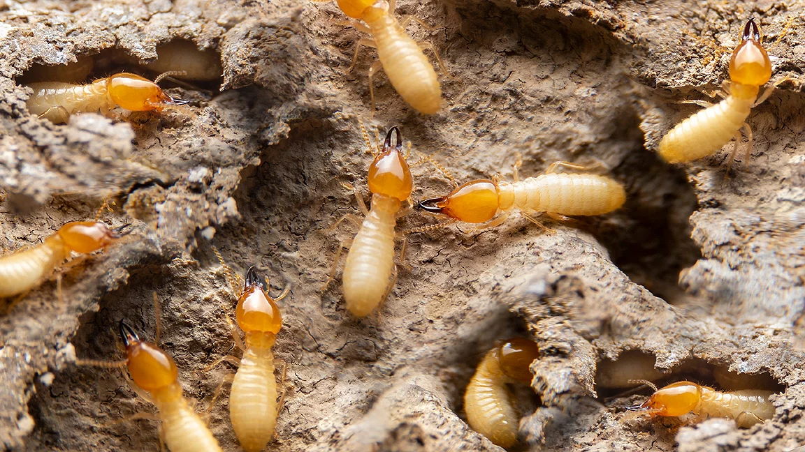 Termite Infestation