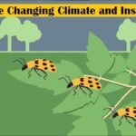 The Impact of Temperature on Pest Behavior